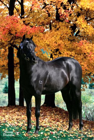 Palm Park Royal Acclaim